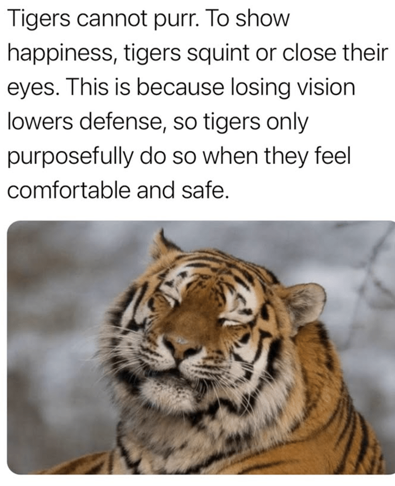 losing-vision-lowers-defense-so-tigers-only-purposefully-do-so-they-feel-comfortable-and-safe.png