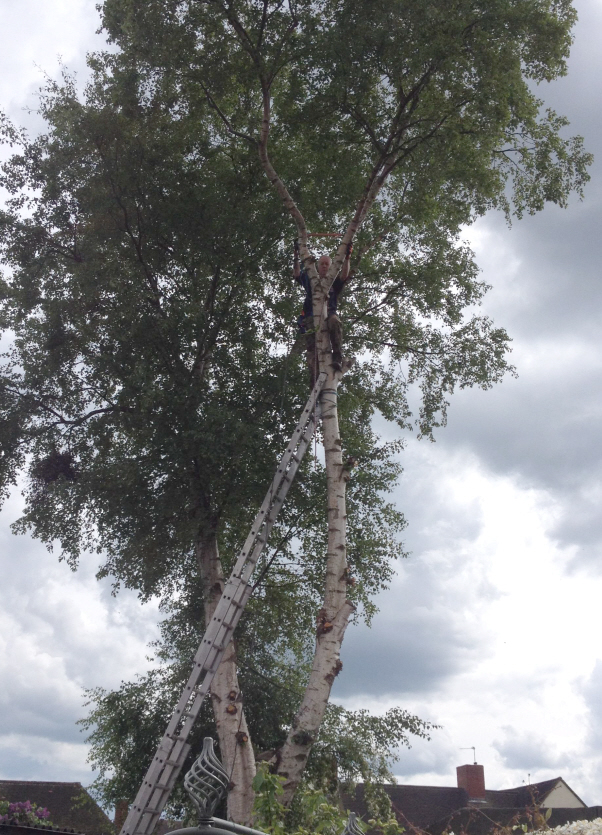 meupatree2.jpg