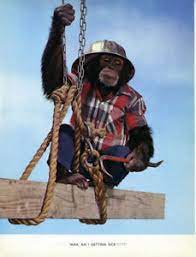 Monkey - 02.jpg