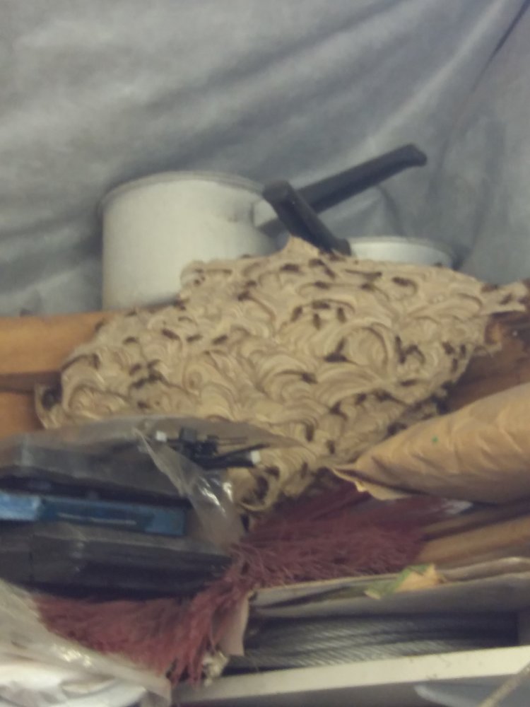 nest.jpg