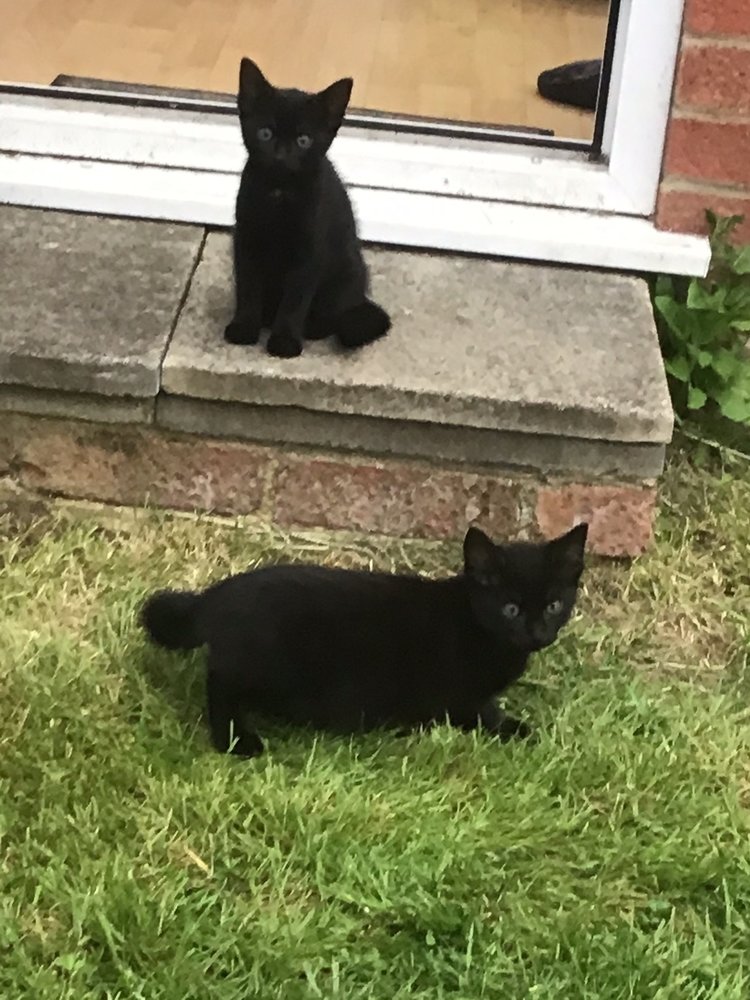 outdoor cats.jpg