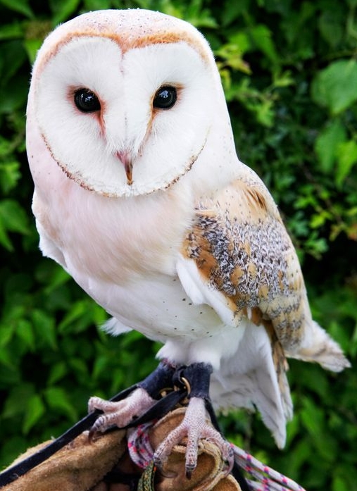 Owl.jpg