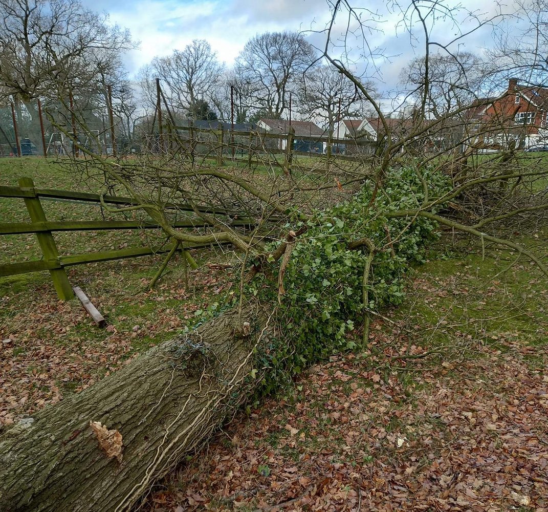 PaddockFence.jpg