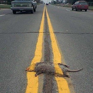 Painted over roadkill.jpg