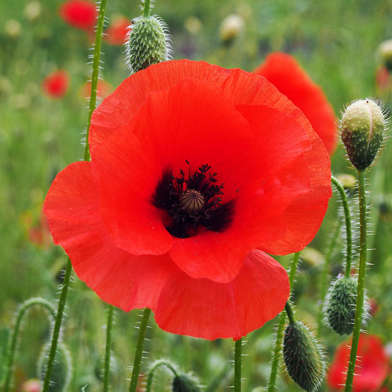 papaver-rhoeas-common-poppy_05_900x.jpg