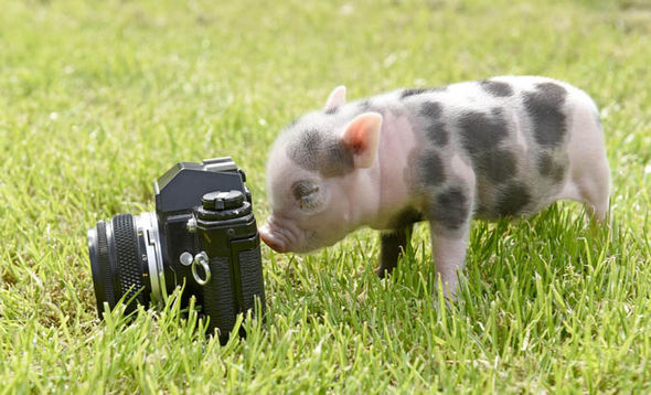 piglet-544342.jpg