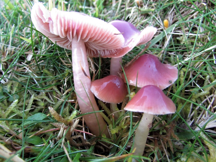 Pink-4-720x540.jpg