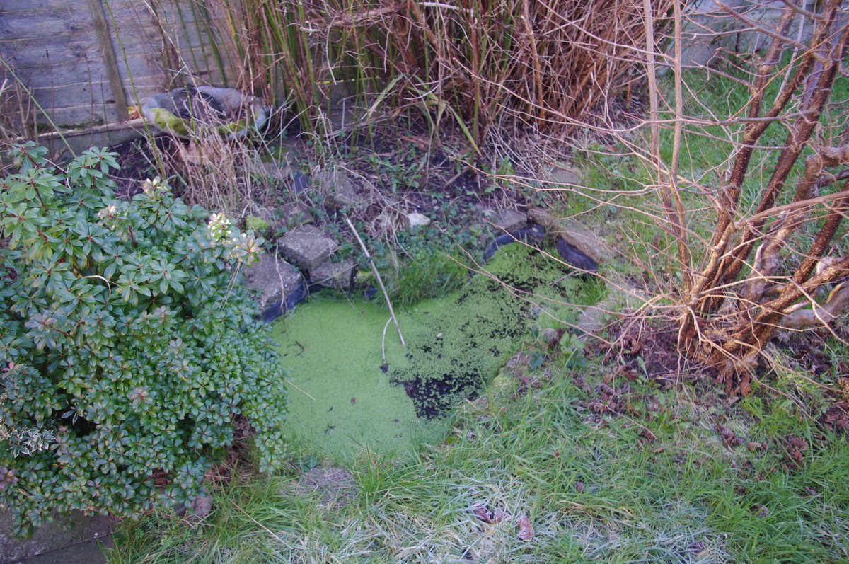Pond17.JPG