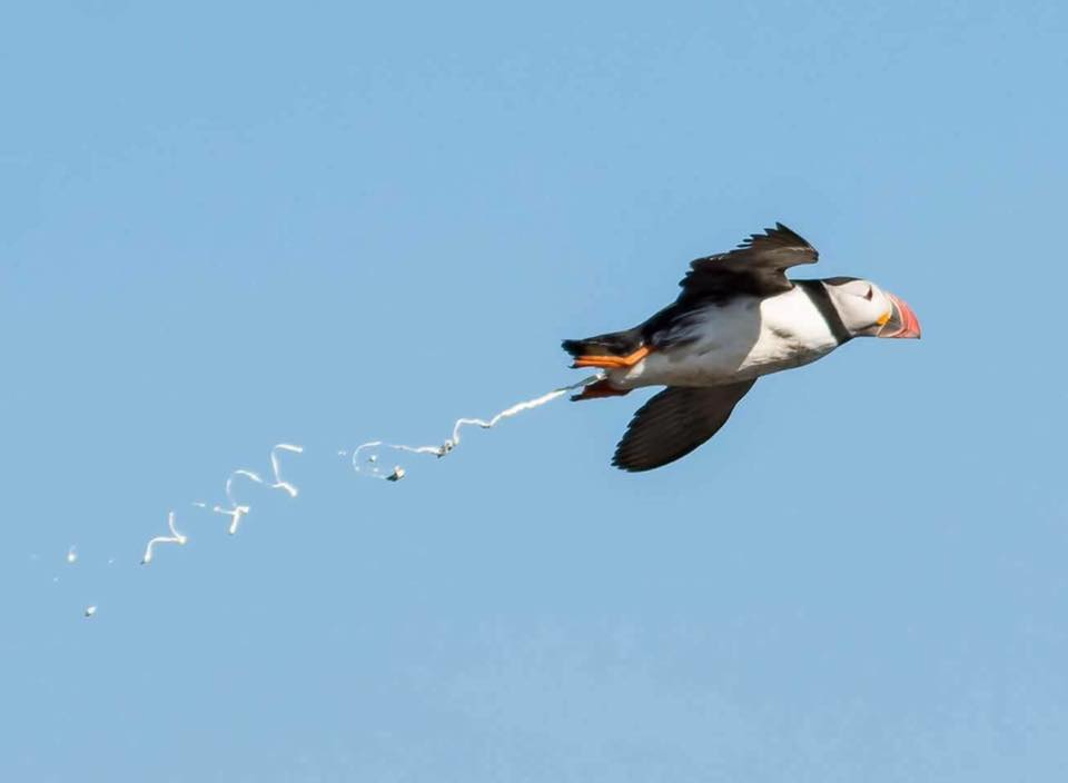 puffin.jpg
