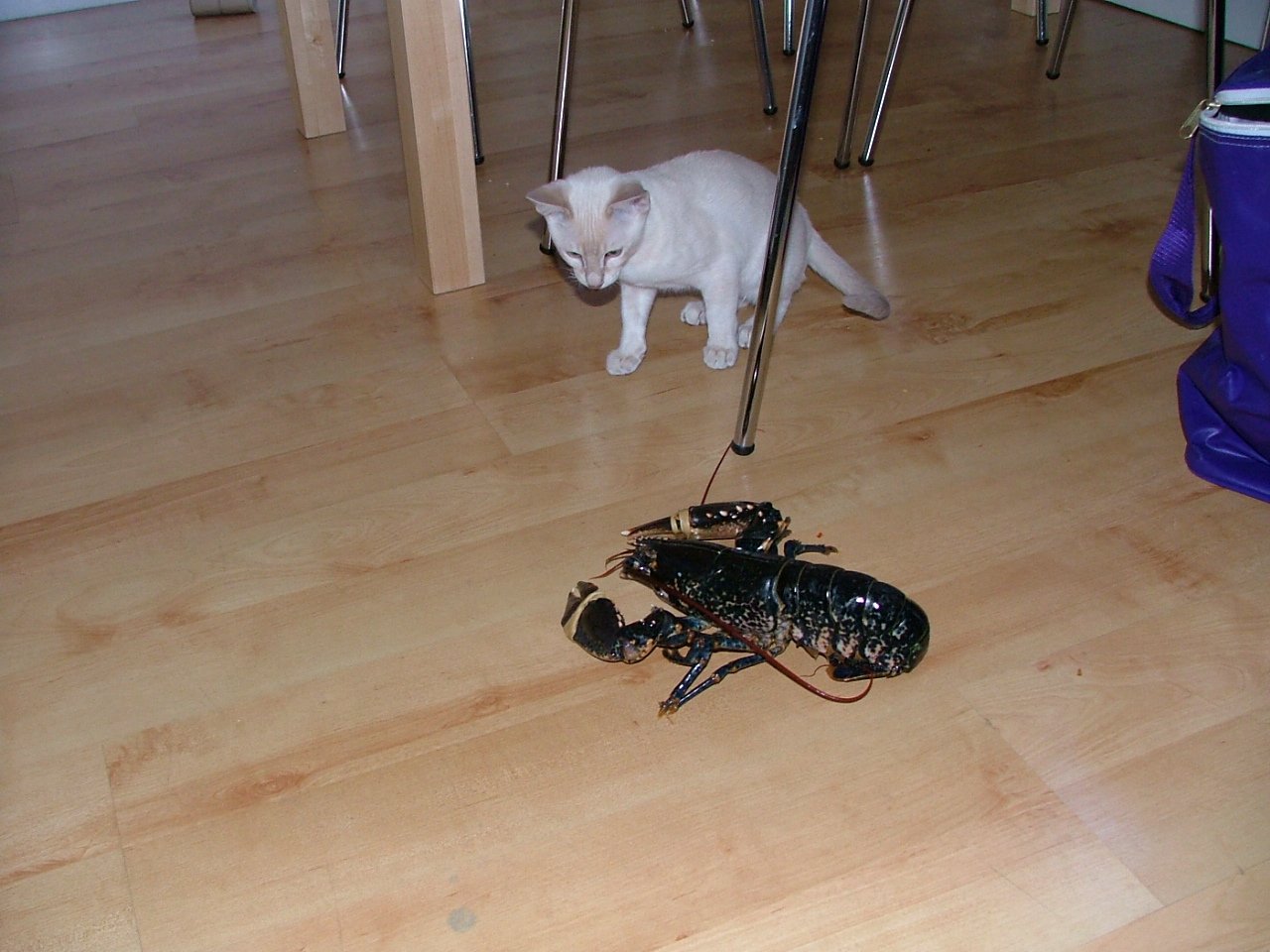 puss 0042.jpg
