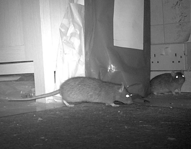 Rat0540C.jpg