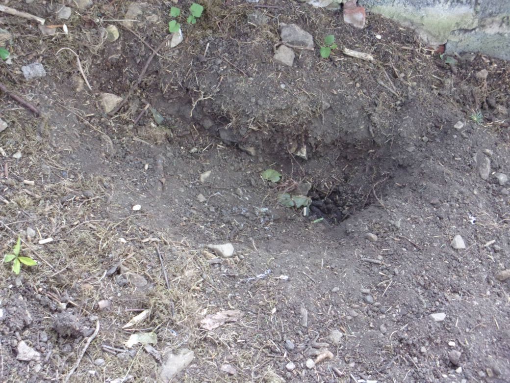 Rear garden_0010.JPG