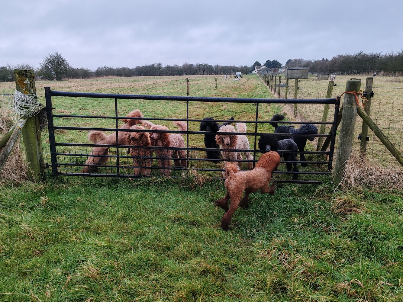 Roux runaway jan 2025.jpg