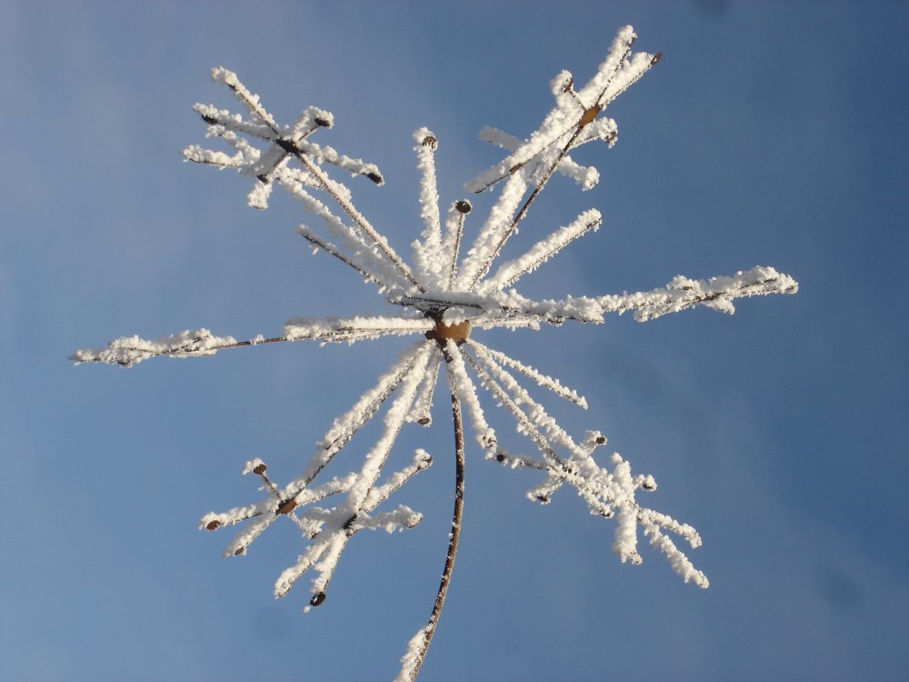 seedheadsicy2.JPG