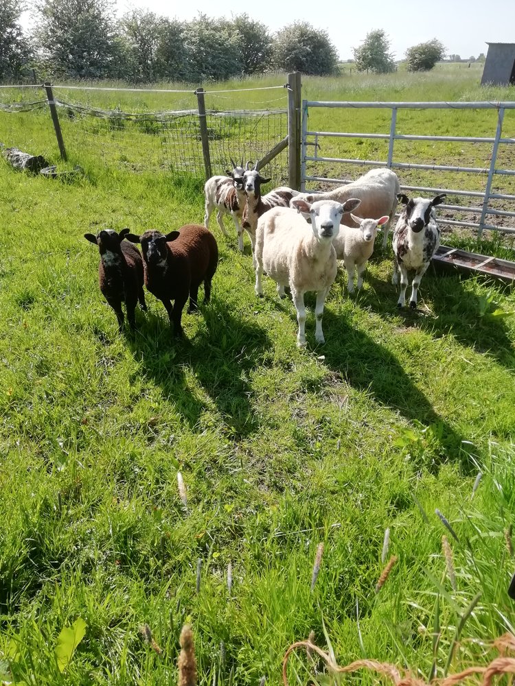 sheeps 2 may 2023.jpg