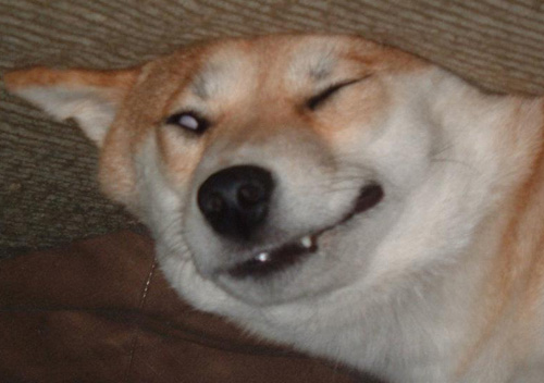 shiba-inu-blue-eyes-1.jpg