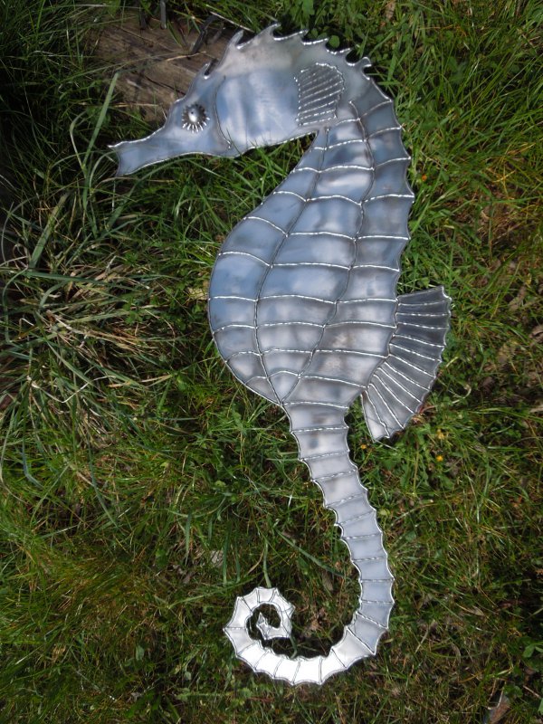 Small seahorse 3 002.JPG