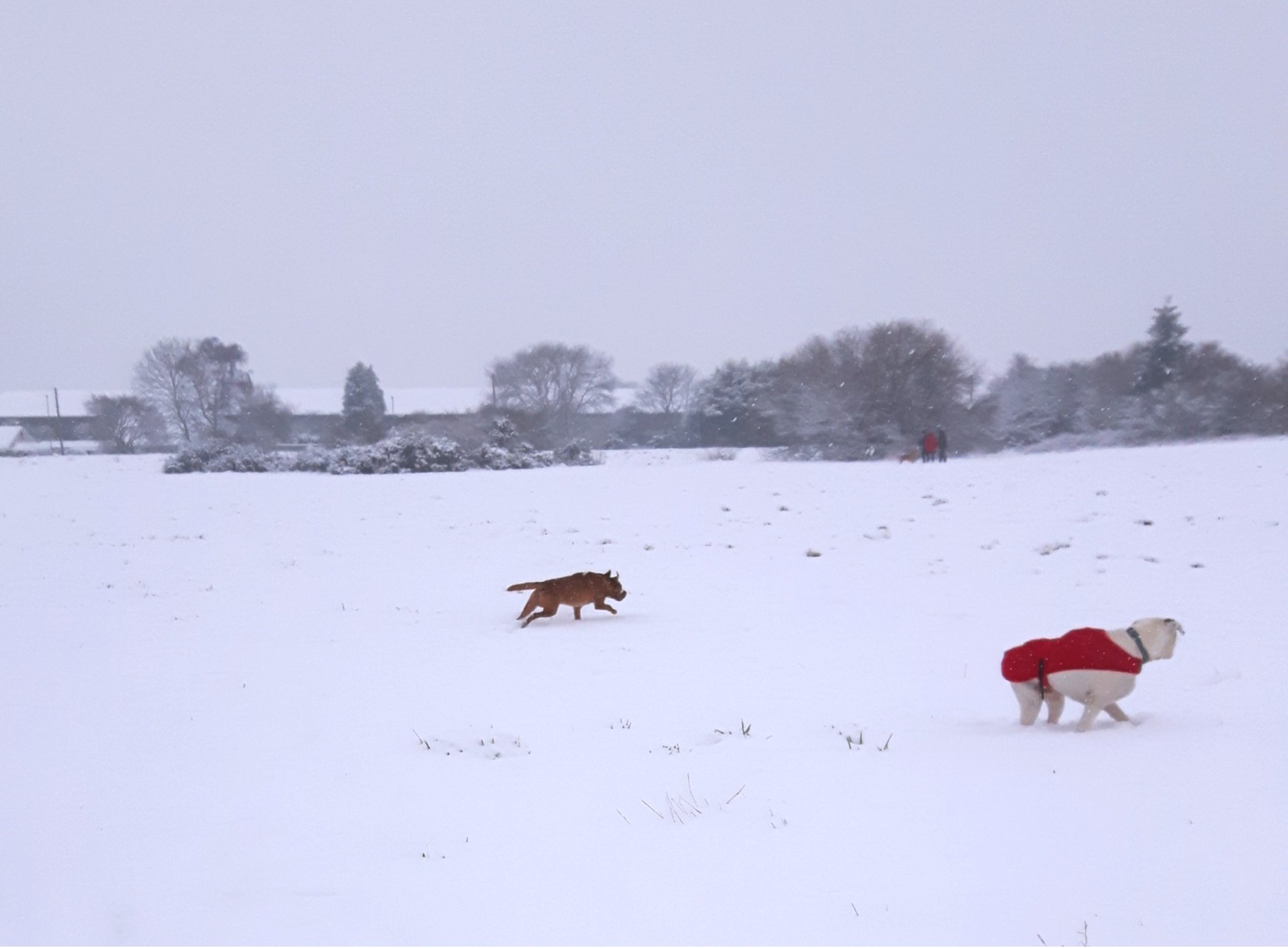 snow 2017.JPG