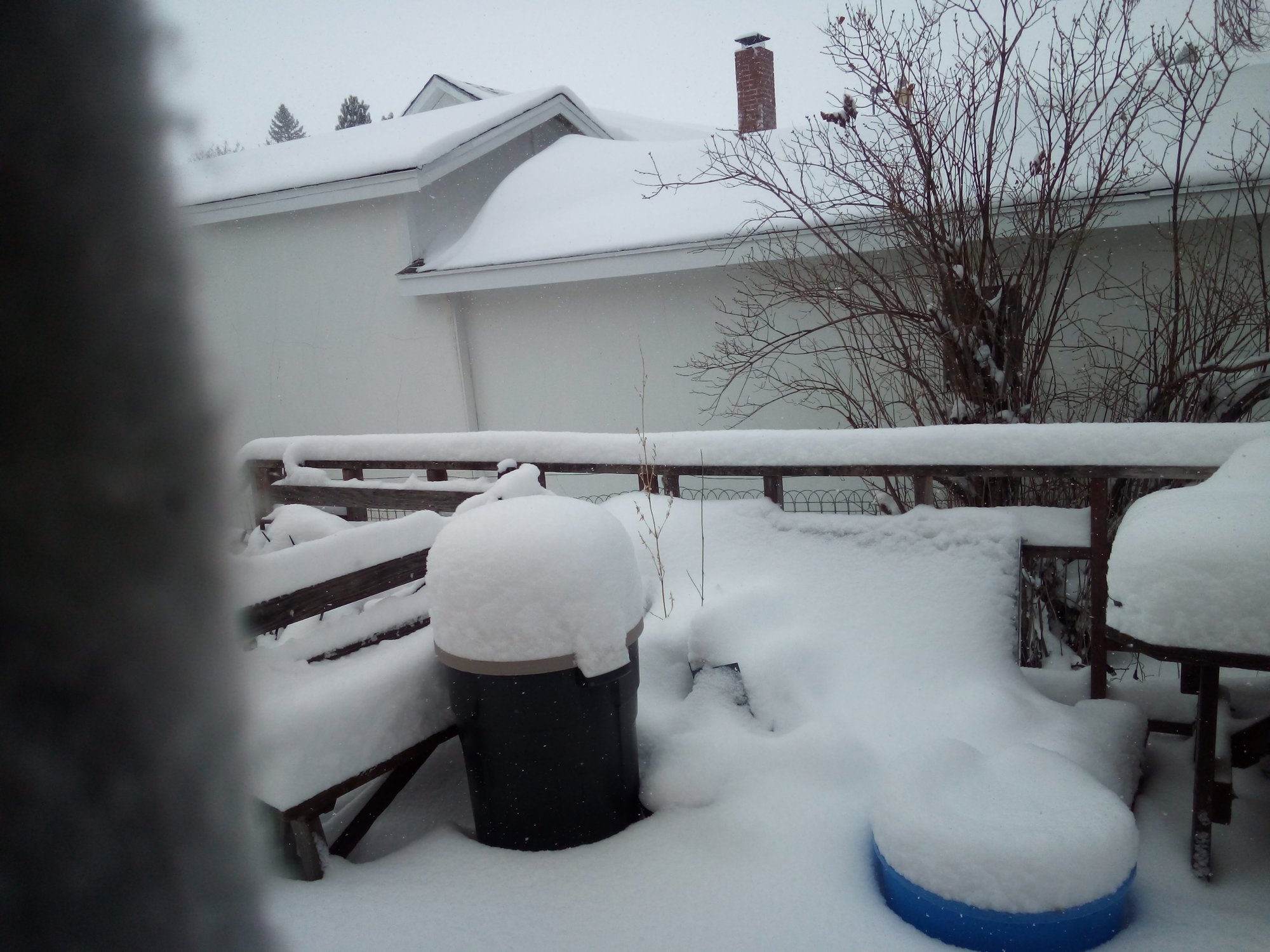 snowy.jpg
