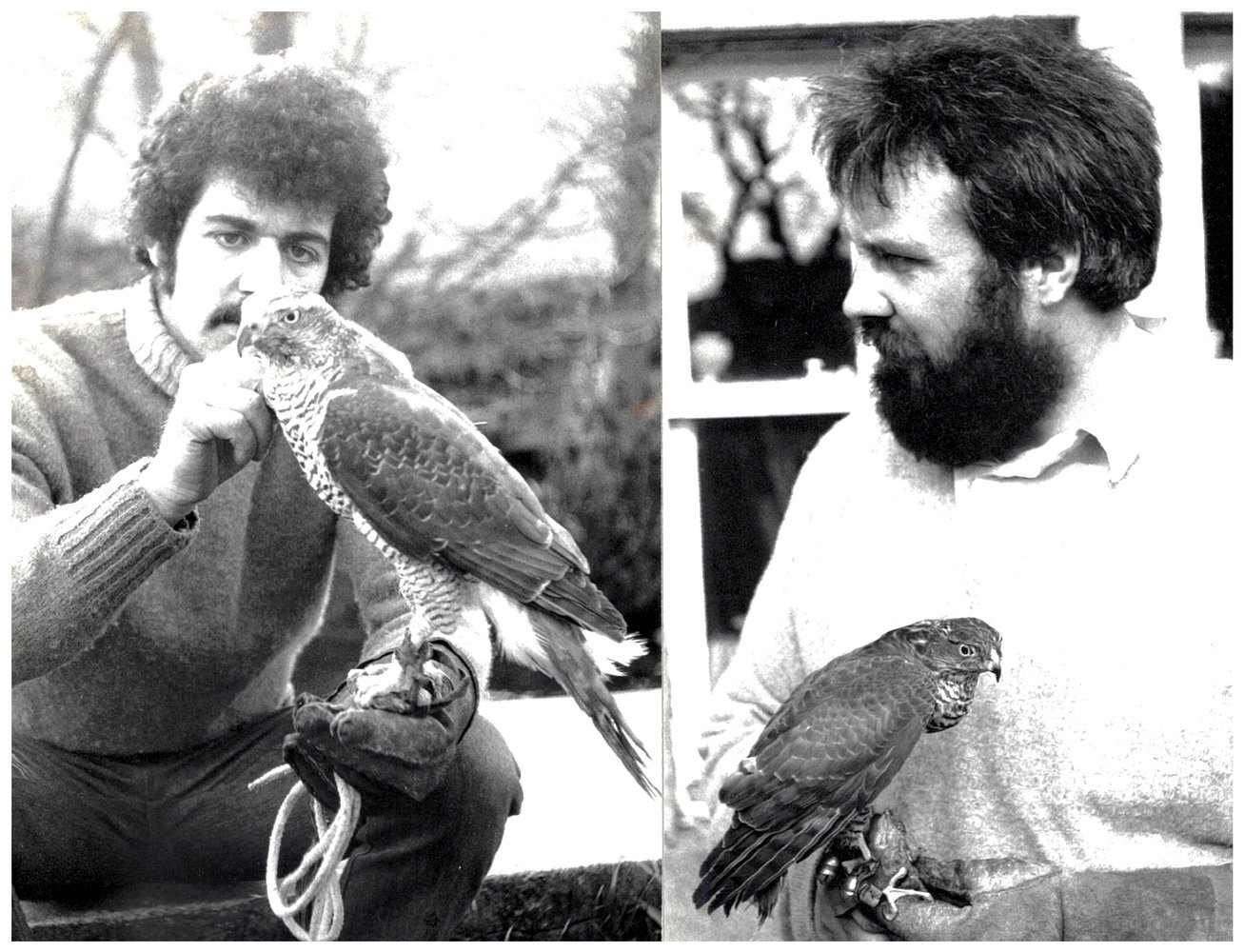 Sparrowhawk and Goshawk.jpg