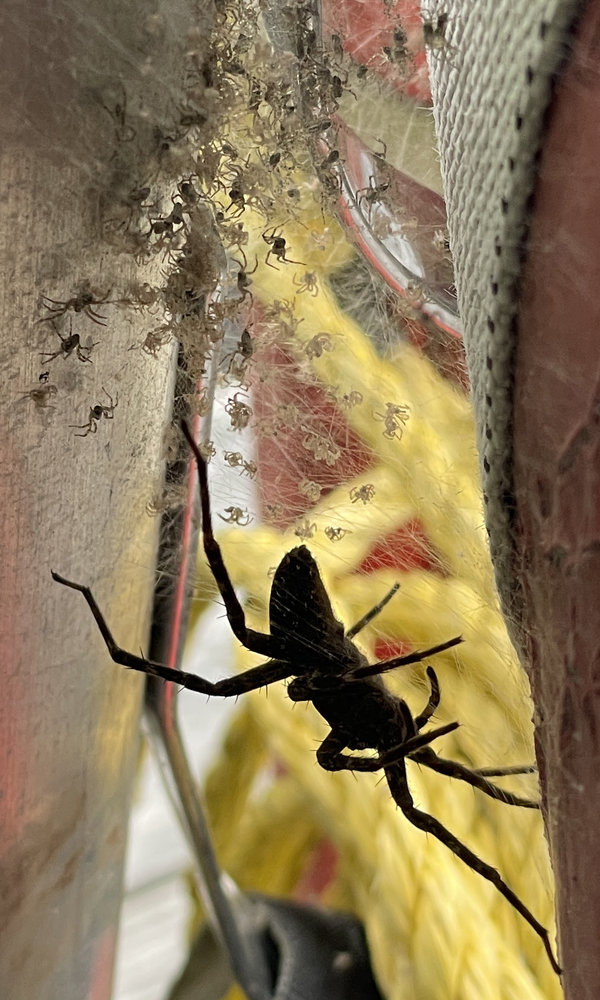spider-on-dock.jpg