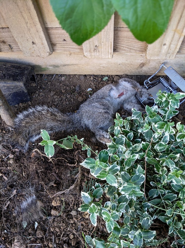 Squirrel.jpg