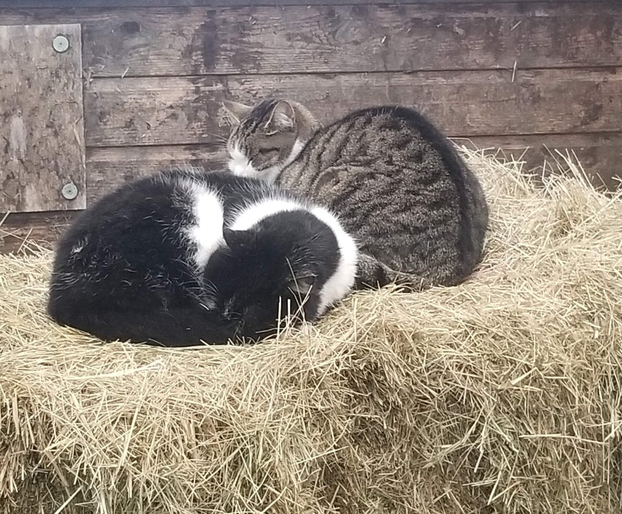 StableCatsResting.jpg