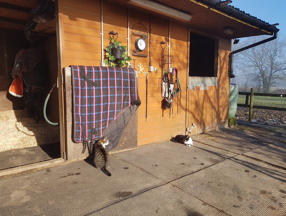 StableFrontCats.jpg