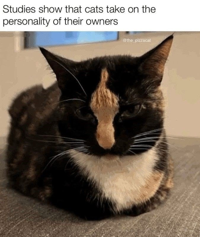 studies-show-cats-take-on-personality-their-owners-the_pizzacat.jpeg
