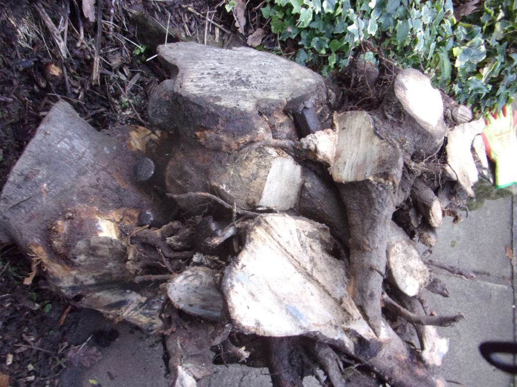 Stump Dec02 2020_0002.JPG