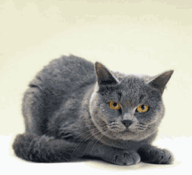 Sukki.gif