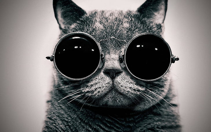 sunglasses-cat-wallpaper-preview.jpg