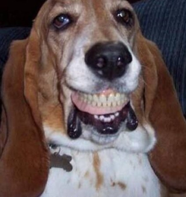 Top-10-Dentist-Hating-Dogs-With-False-Teeth-3-1[1].jpg