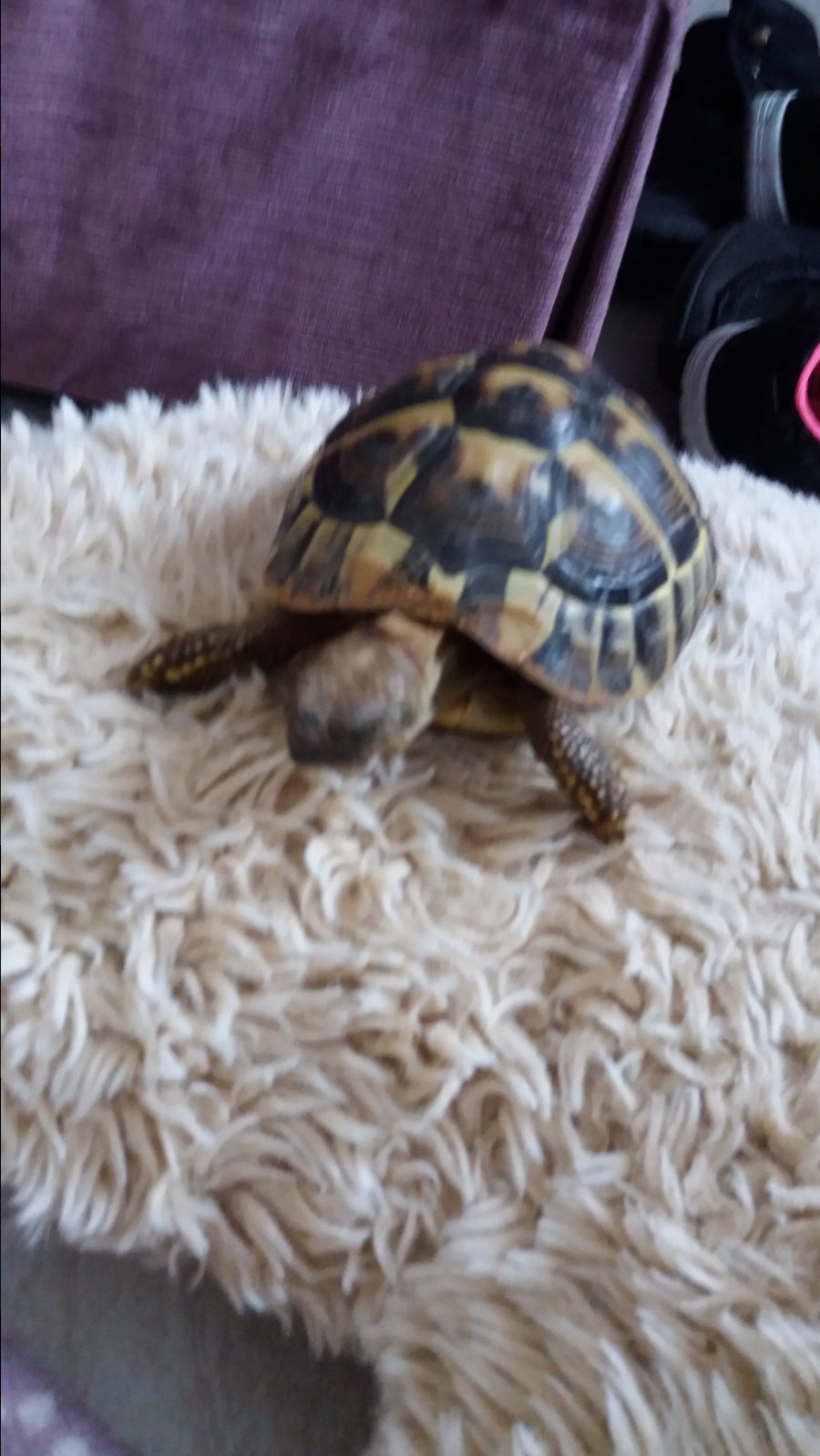 Tortoise 1.jpg