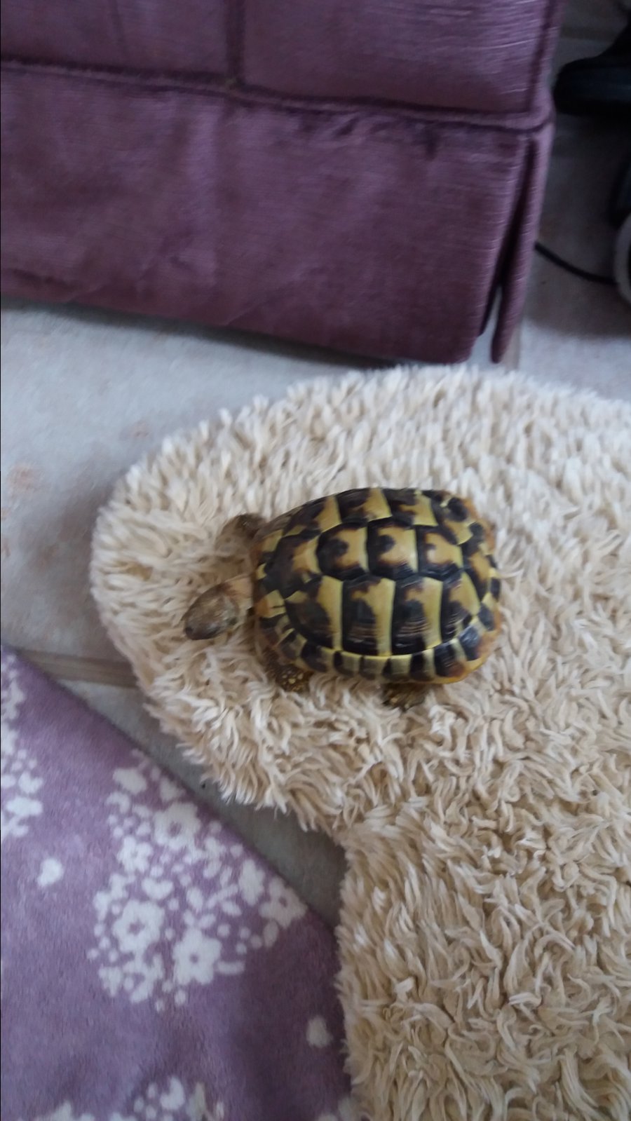 Tortoise.jpg