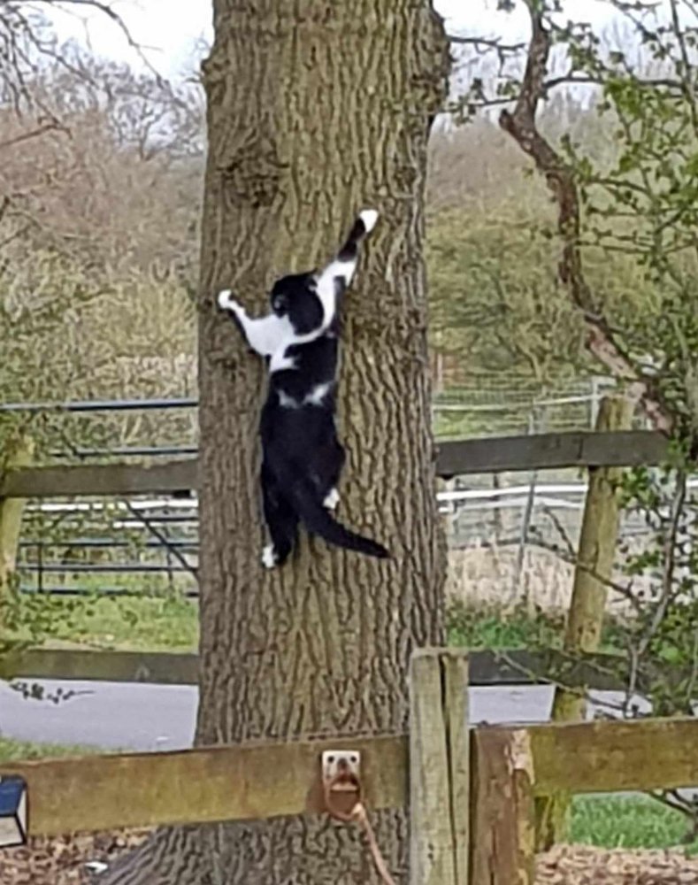 TreeCatCR.jpg