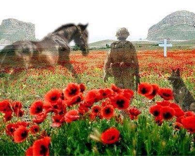 war-poppies.jpg