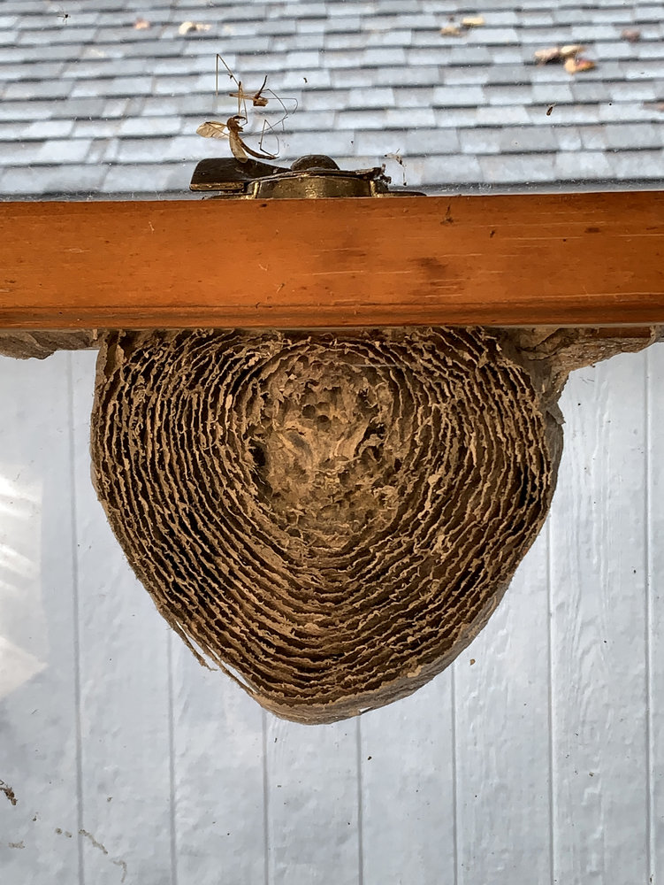 wasp-nest-inside.jpg