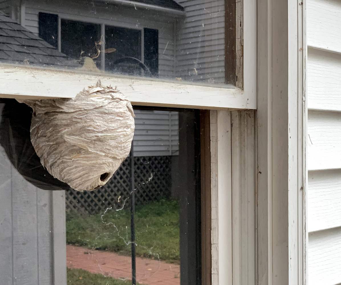 wasp-nest-outside-window.jpg