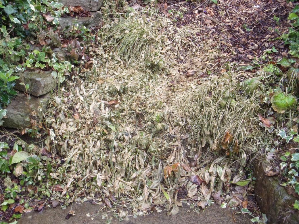 Weed killer_0001.JPG