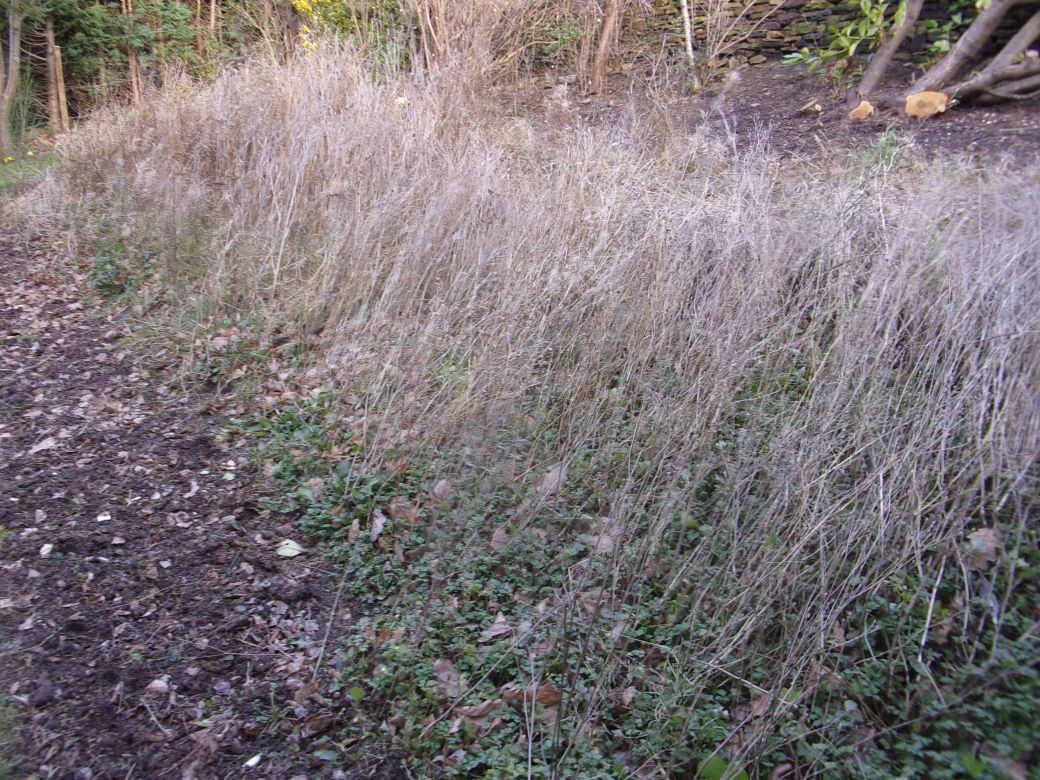 Wildflowers_0001.JPG