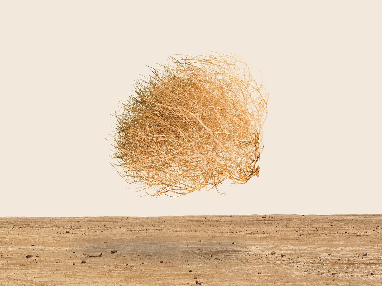 winter19-tumbleweed-featured.jpg