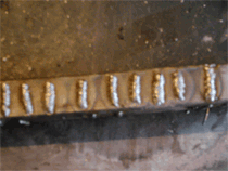 Picture-0201.gif