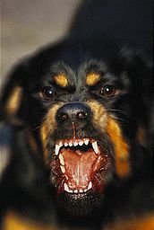 Viscious_Rottweiler.jpg