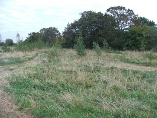 10 buggytrack017.jpg