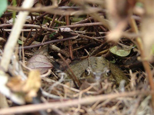 frog.JPG