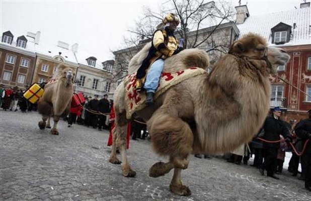 camel.jpg