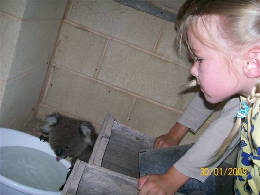 Koala1.jpg