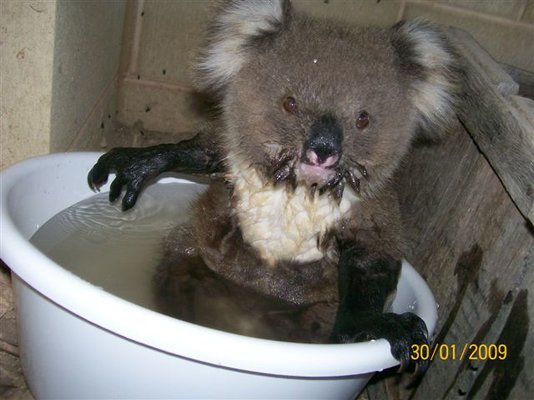 Koala2.jpg