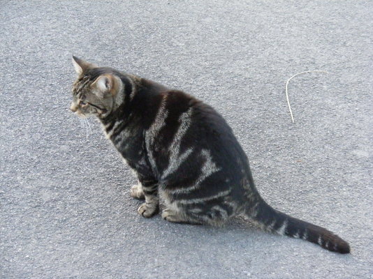 DSCF0214.JPG